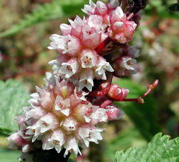  Image name: vilucchio4.jpg 
 width: 626 pixel 
 height: 567 pixel 
 Size: 32294 bytes 
 Click to enlarge 